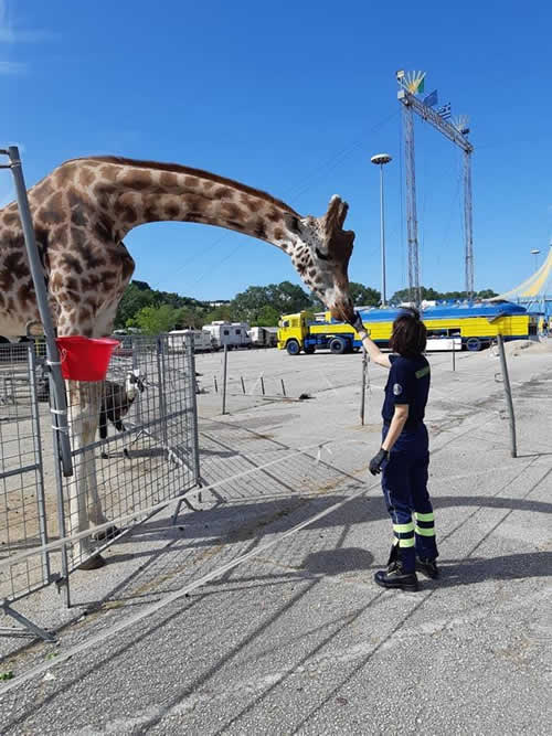 Aiuti per un circo in Ancona COVID 19