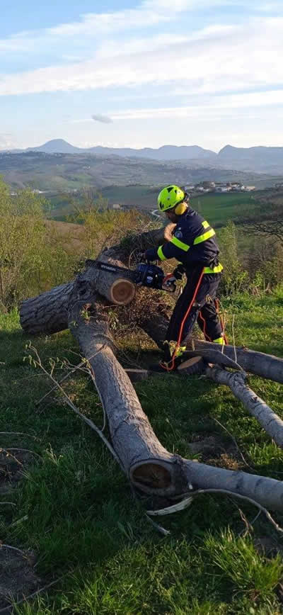 Taglio albero con motosega